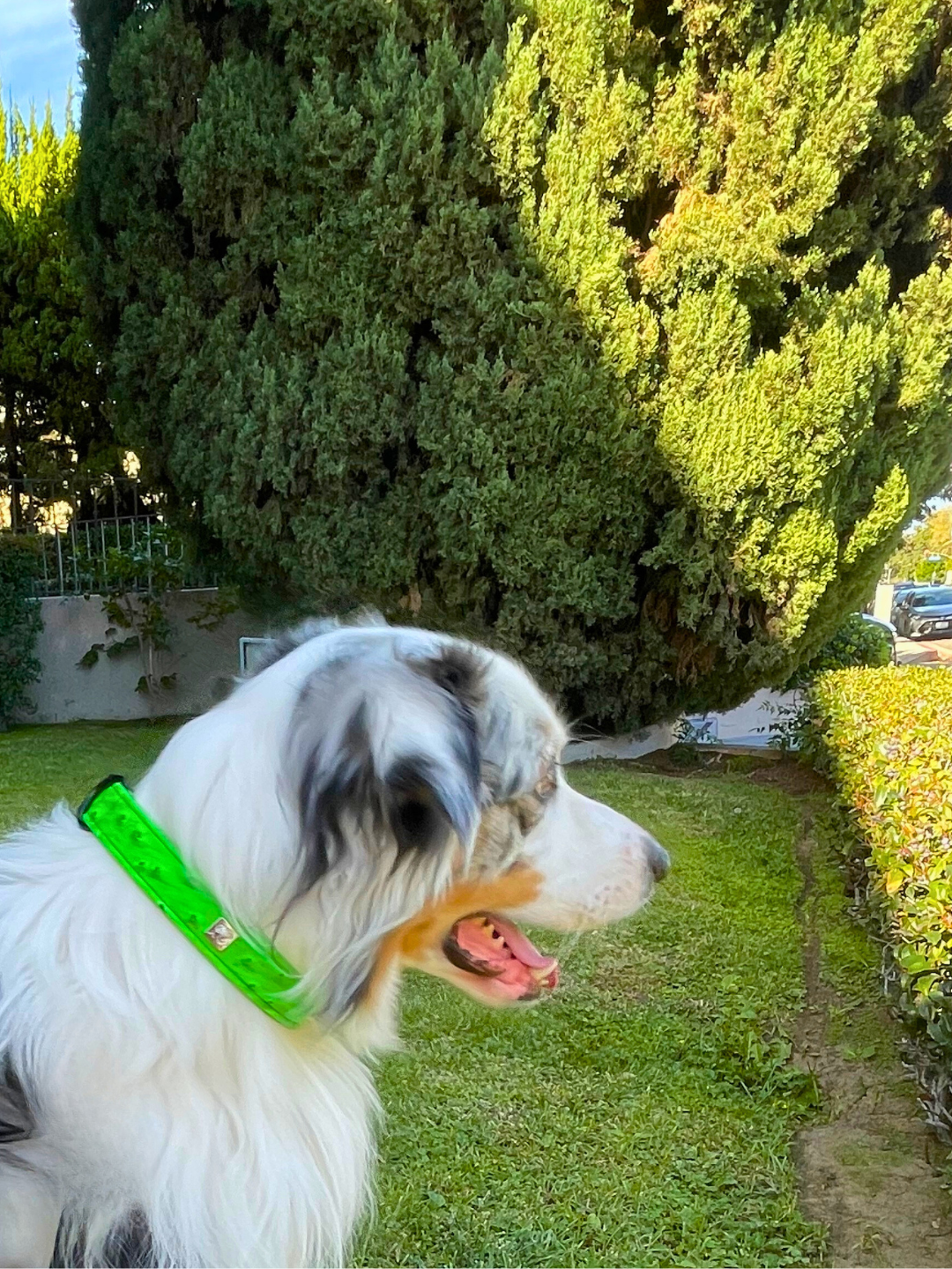 Ostrich 2024 dog collar